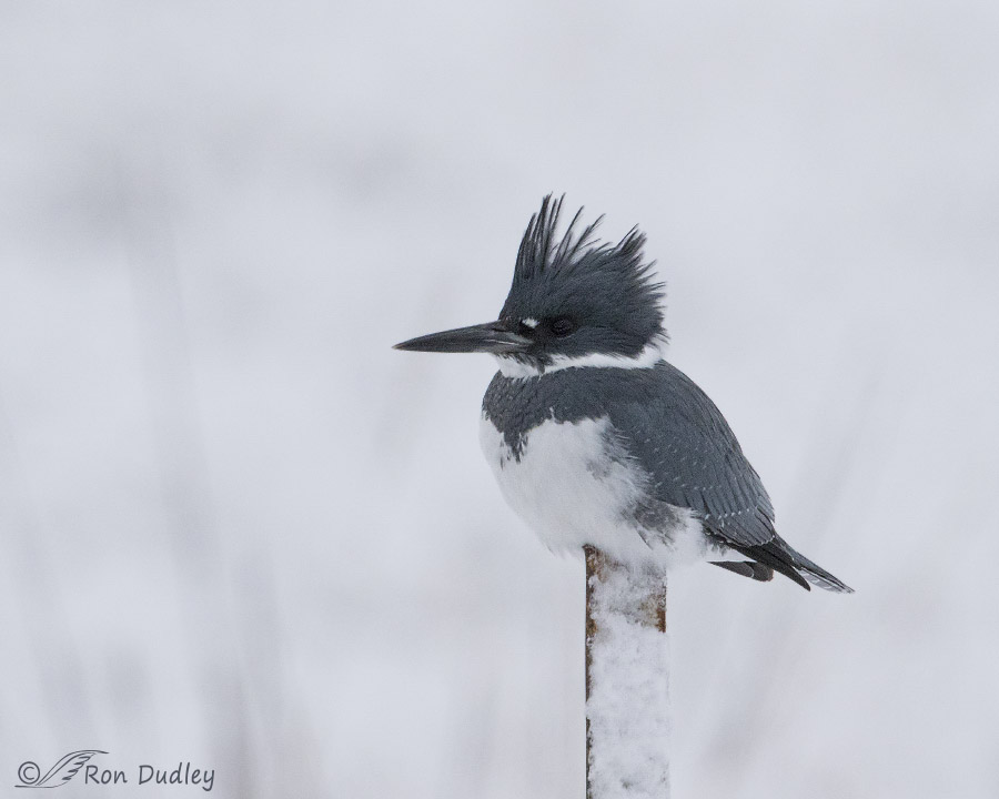 belted kingfisher 7735 ron dudley