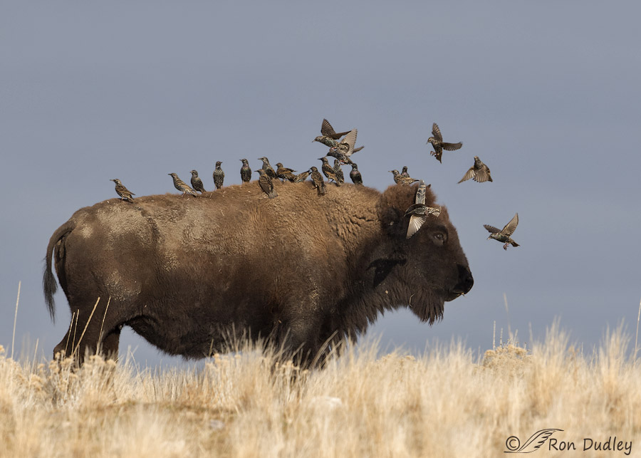 bison 3525 ron dudley