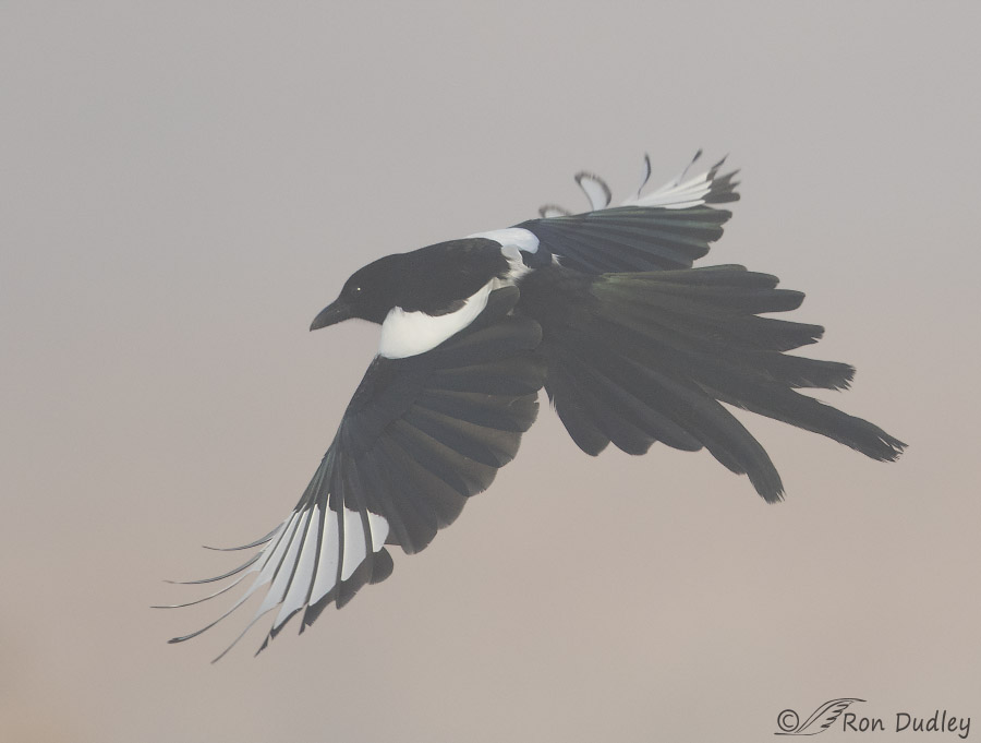 black-billed magpie 4801 ron dudley