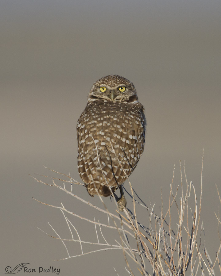 burrowing owl 1656 ron dudley