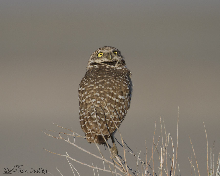 burrowing owl 1670 ron dudley