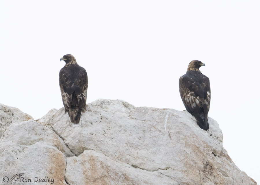 golden eagle 8840 ron dudley