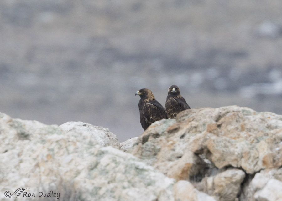 golden eagle 8862 ron dudley