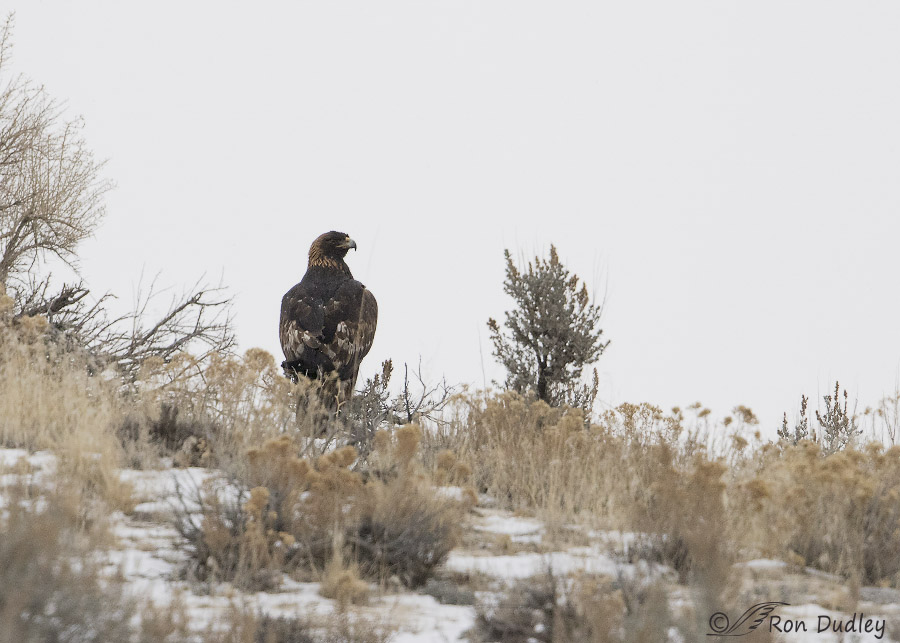 golden eagle 8888 ron dudley