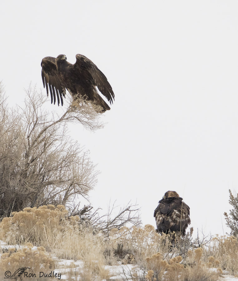 golden eagle 8947 ron dudley