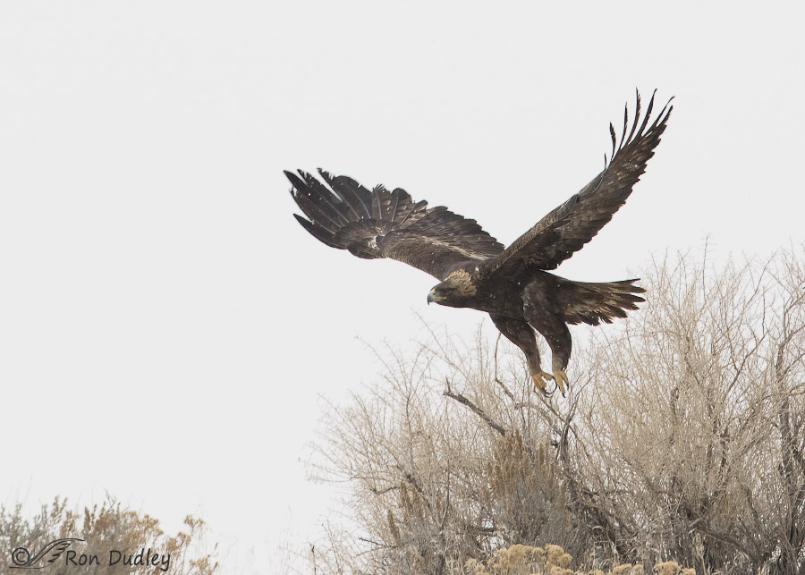 golden eagle 9043 ron dudley