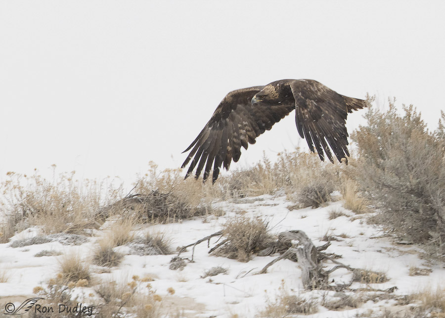 golden eagle 9050 ron dudley