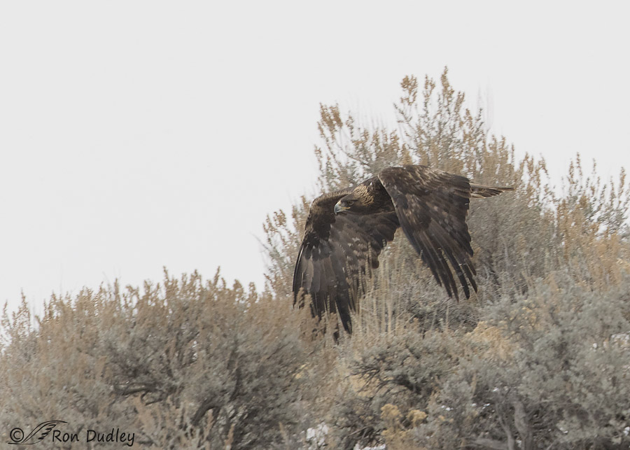 golden eagle 9054 ron dudley