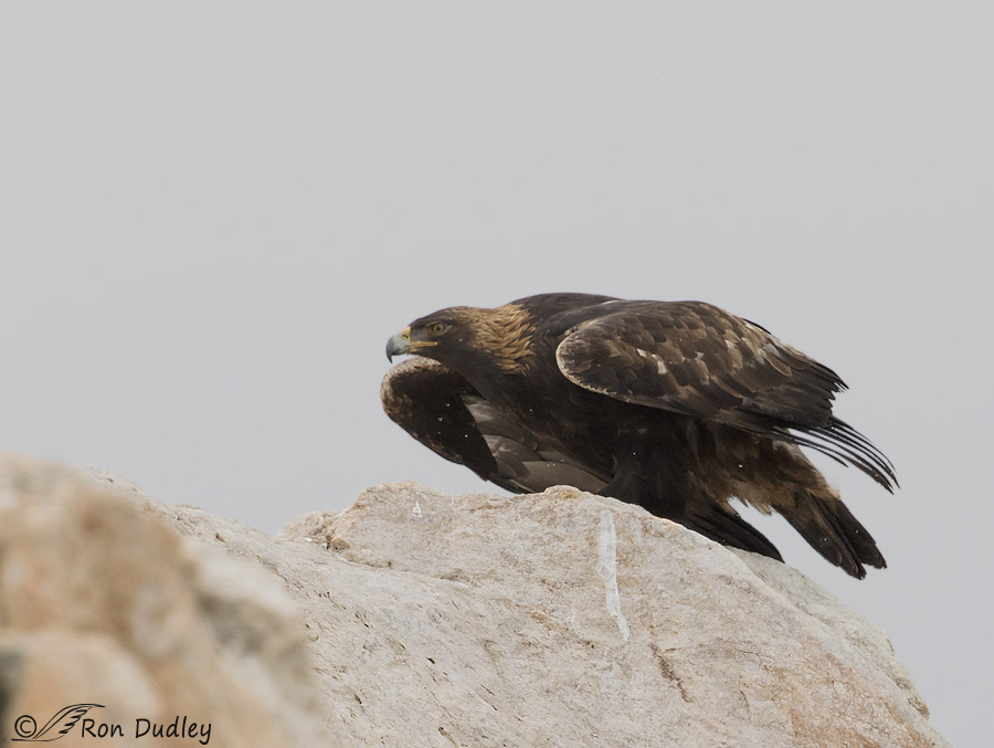 Two Golden Eagles On Antelope Island – Feathered Photography