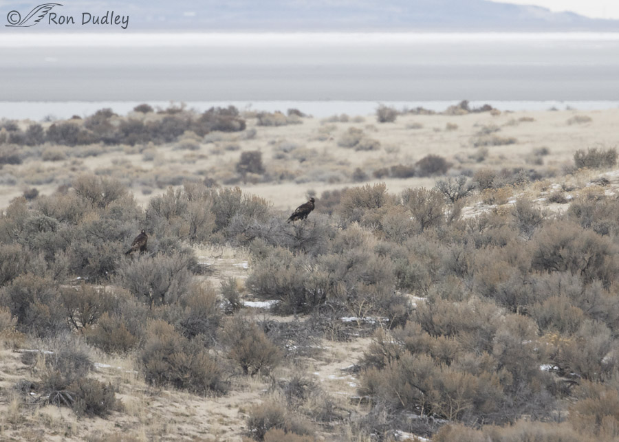 golden eagle 9167 ron dudley