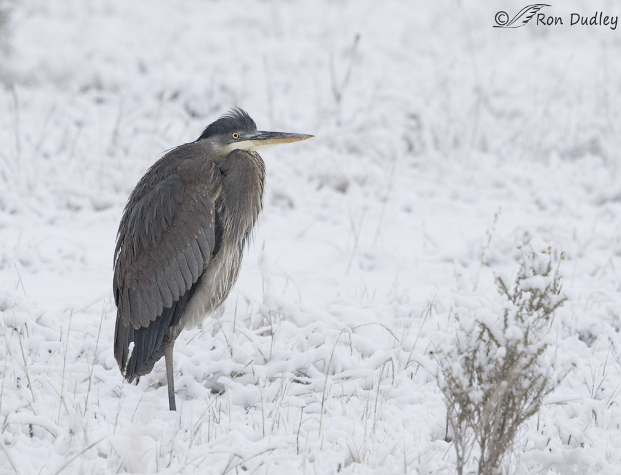 great blue heron 7667 ron dudley