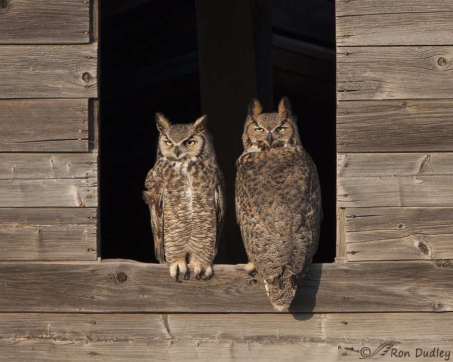 great horned owl 1767 ron dudley