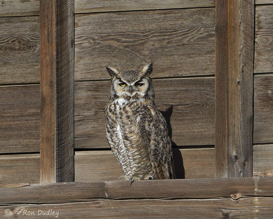 great horned owl 6199 ron dudley
