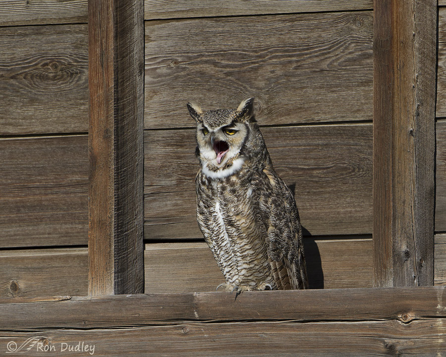 great horned owl 6206 ron dudley