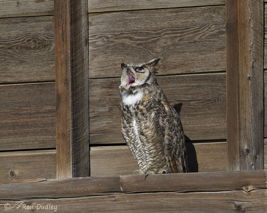 great horned owl 6213 ron dudley