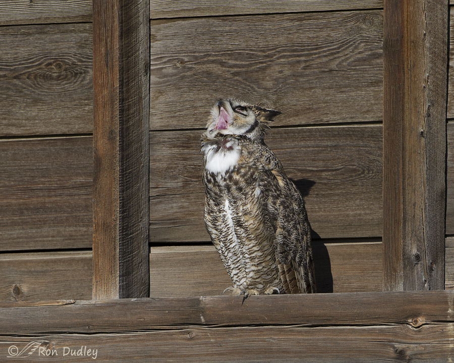 great horned owl 6215 ron dudley