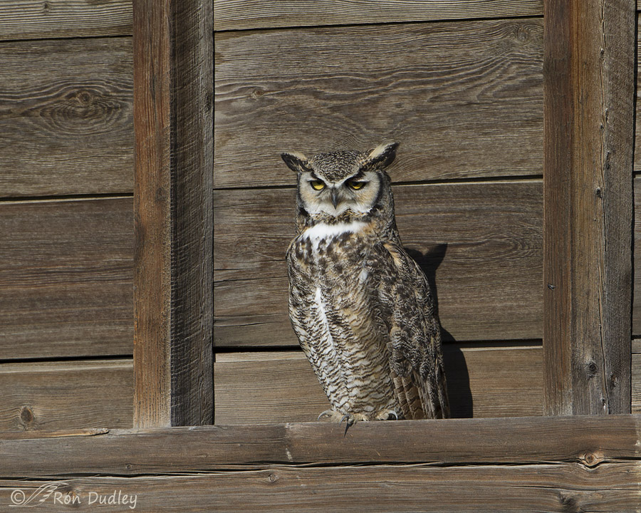 great horned owl 6223 ron dudley