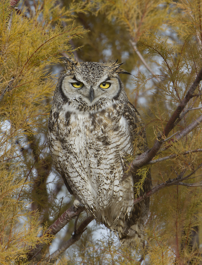 great horned owl 6281b ron dudley