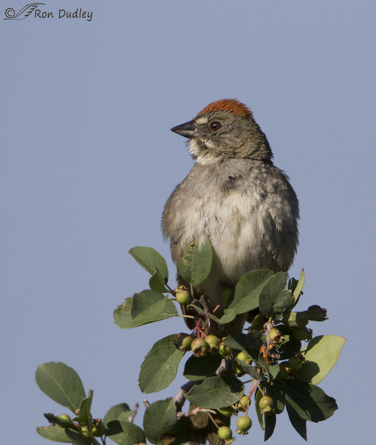 green tailed towhee 2129 ron dudley