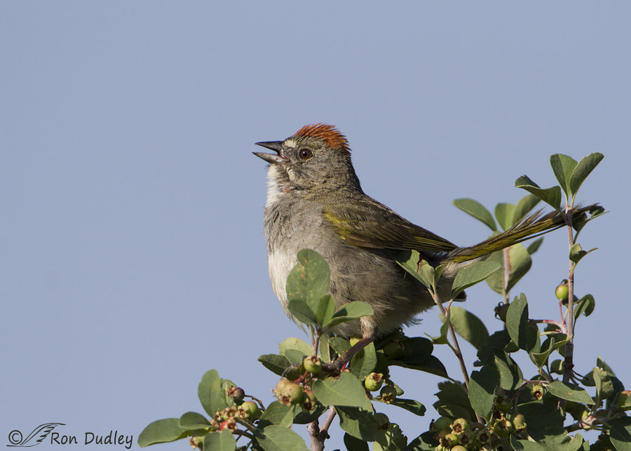 green tailed towhee 2158 ron dudley