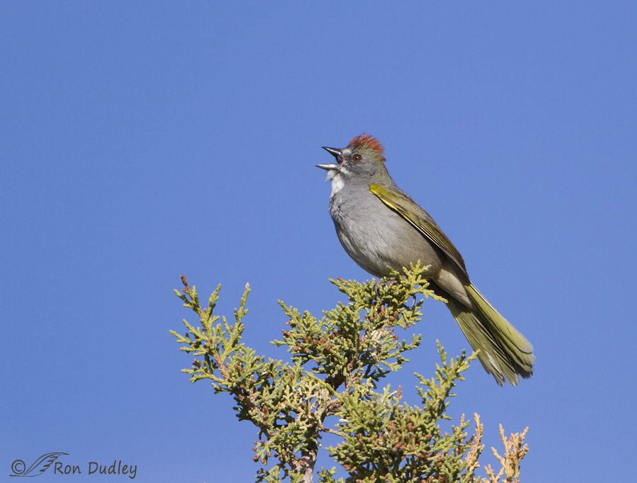 green-tailed towhee 8825 ron dudley