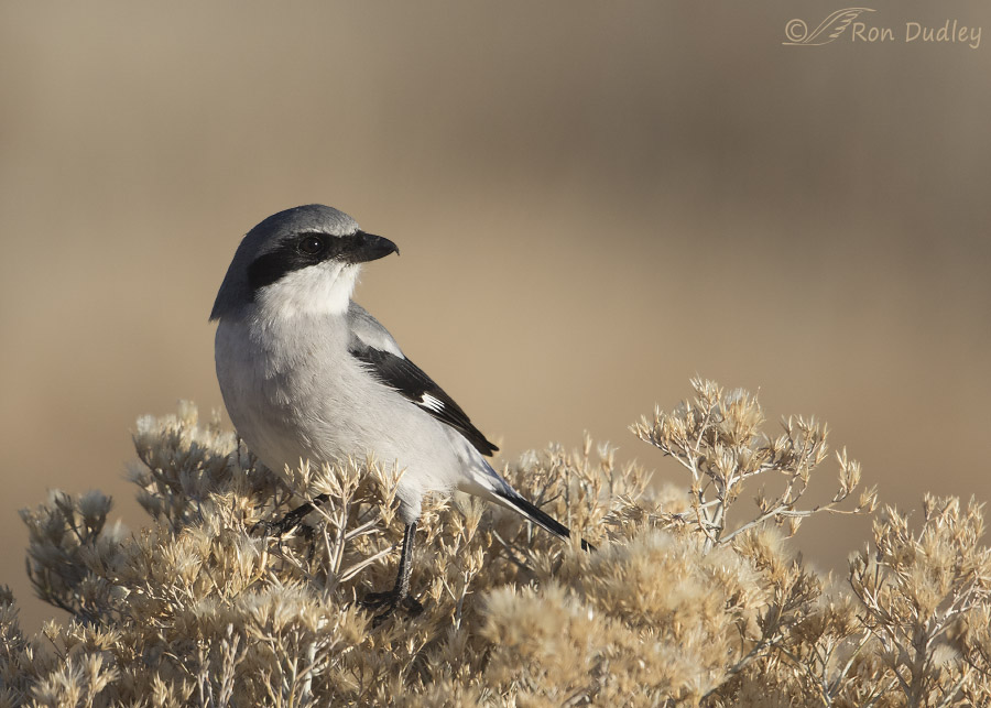 loggerhead shrike 4239 ron dudley