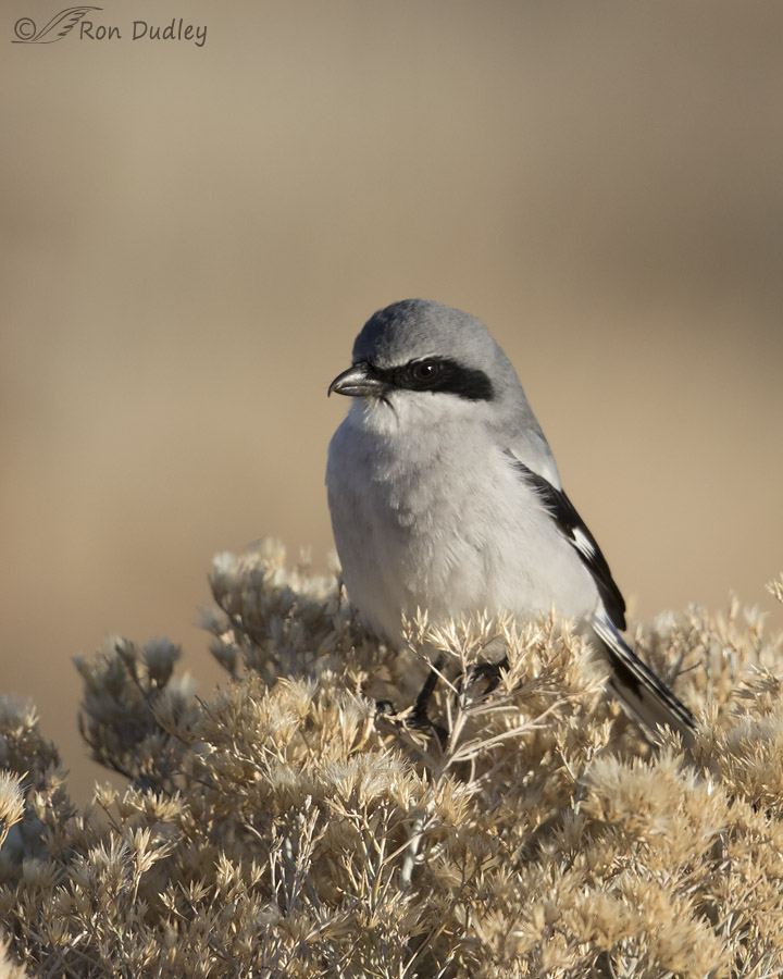 loggerhead shrike 4250 ron dudley