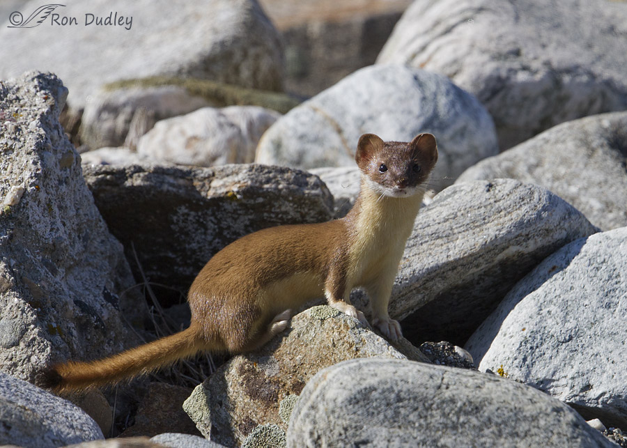 long-tailed weasel 2278 ron dudley