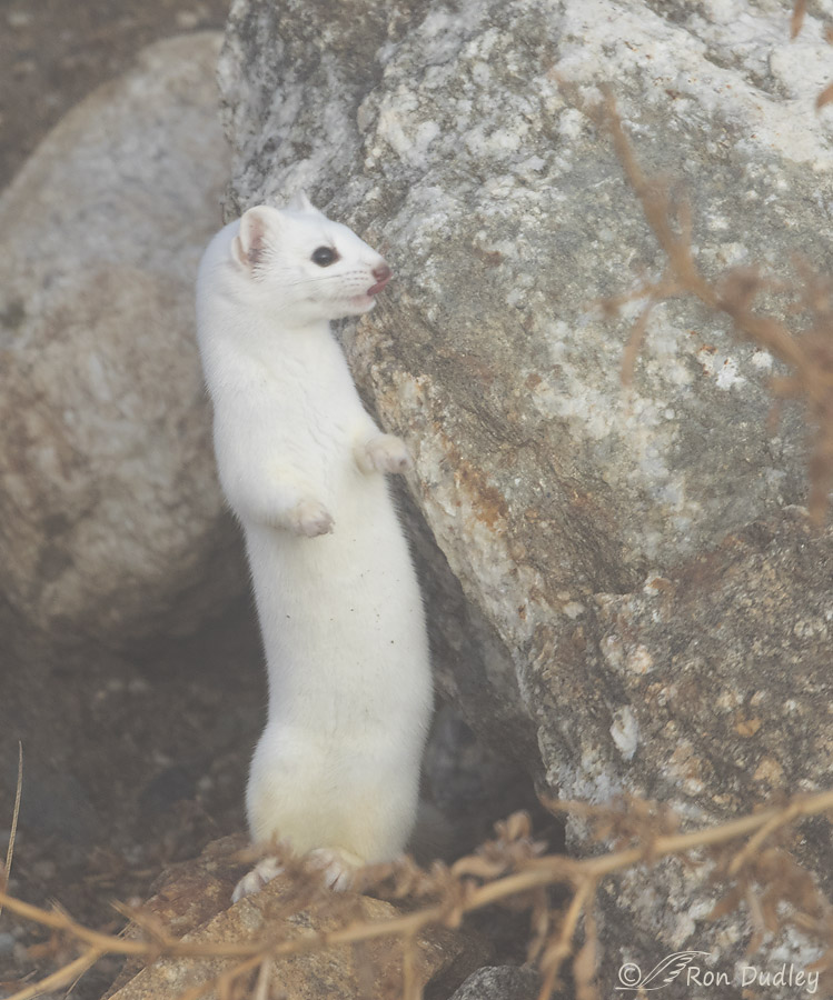 long-tailed weasel 2718 ron dudley