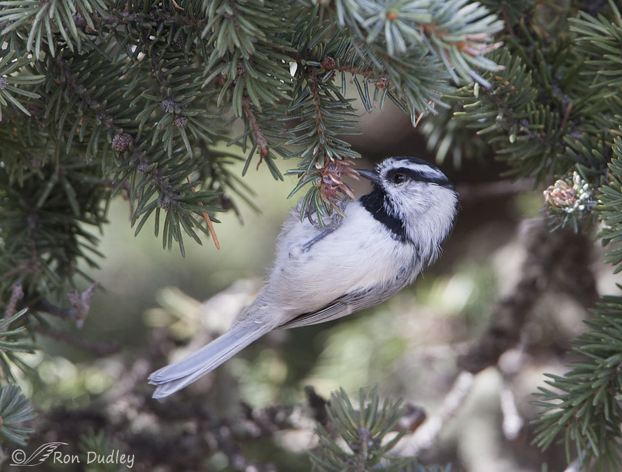 mountain chickadee 9723 ron dudley