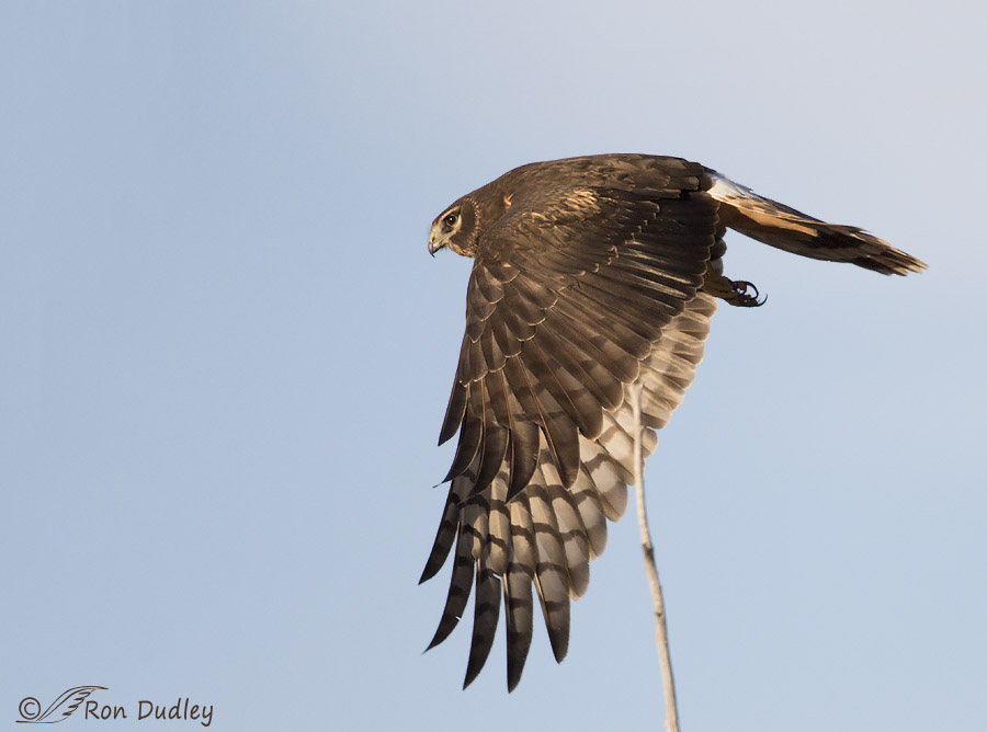 northern harrier 5615 ron dudley