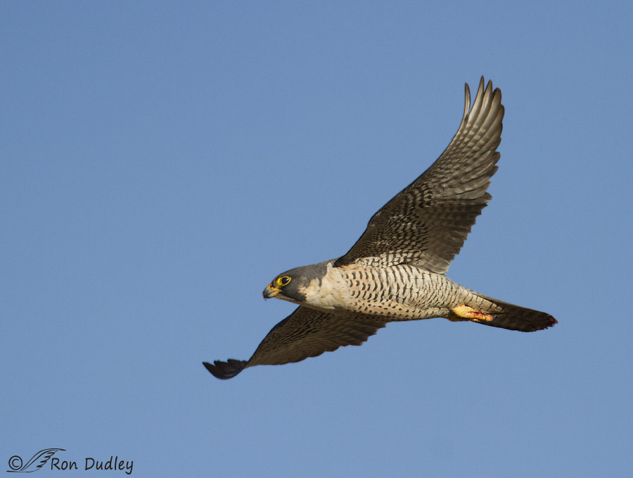 peregrine falcon 7571 ron dudley