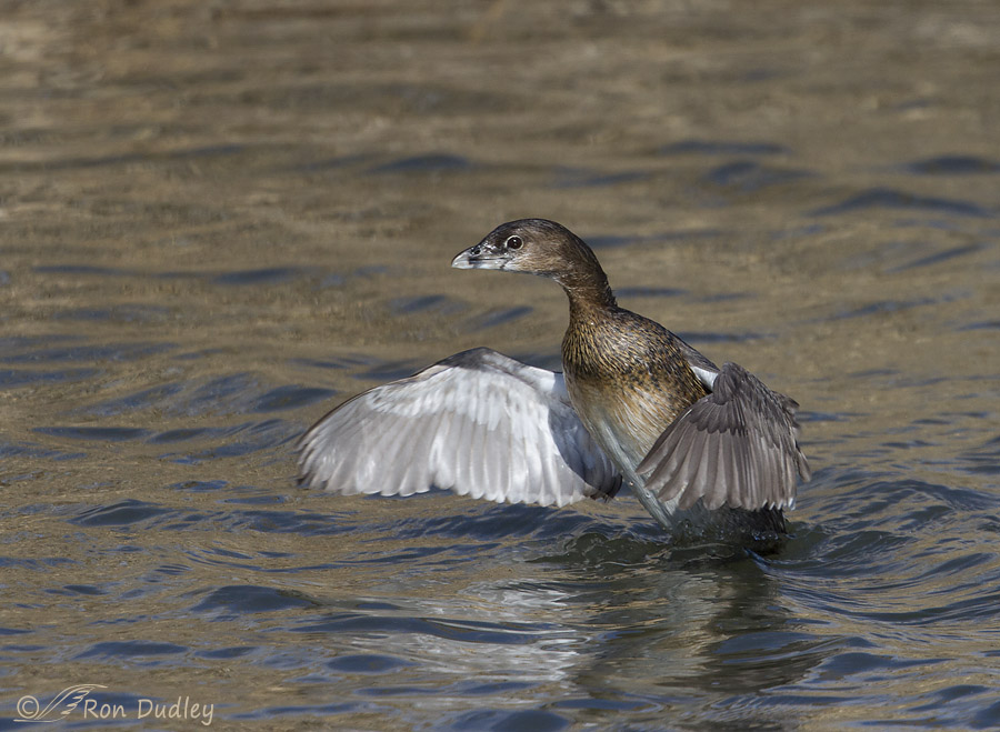 pied-billed grebe 2031 ron dudley