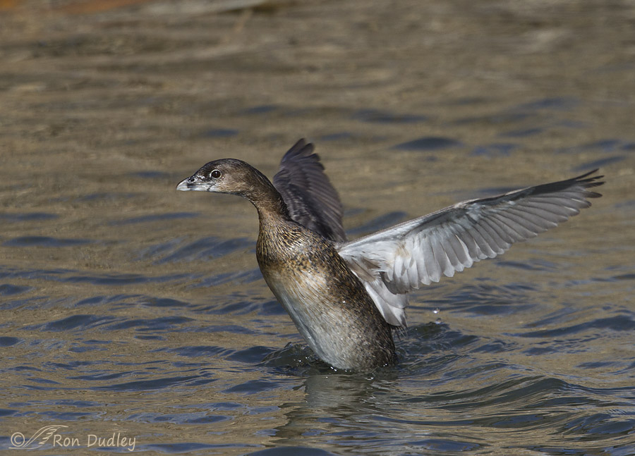 pied-billed grebe 2033 ron dudley