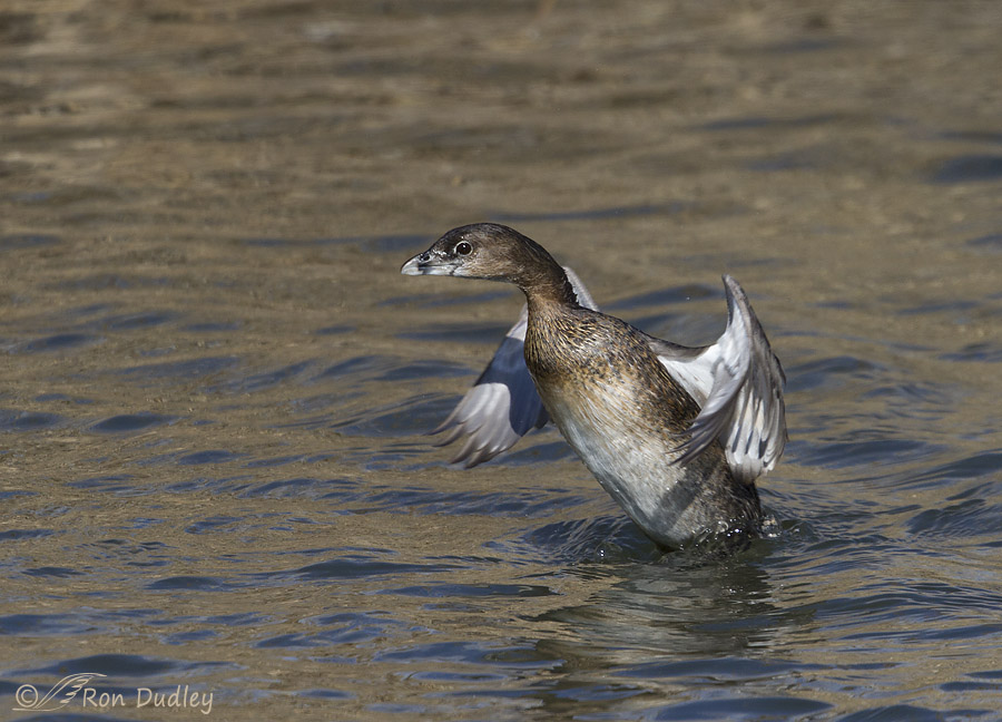 pied-billed grebe 2035 ron dudley