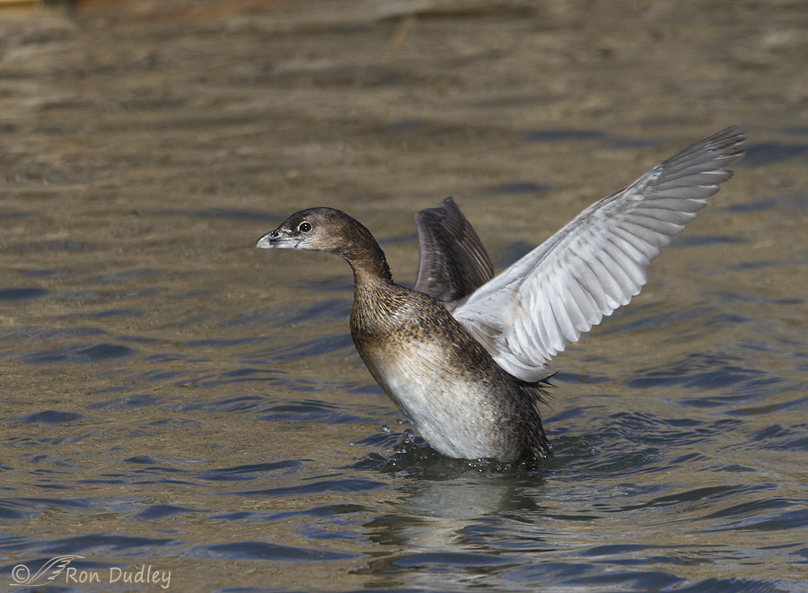 pied-billed grebe 2036 ron dudley