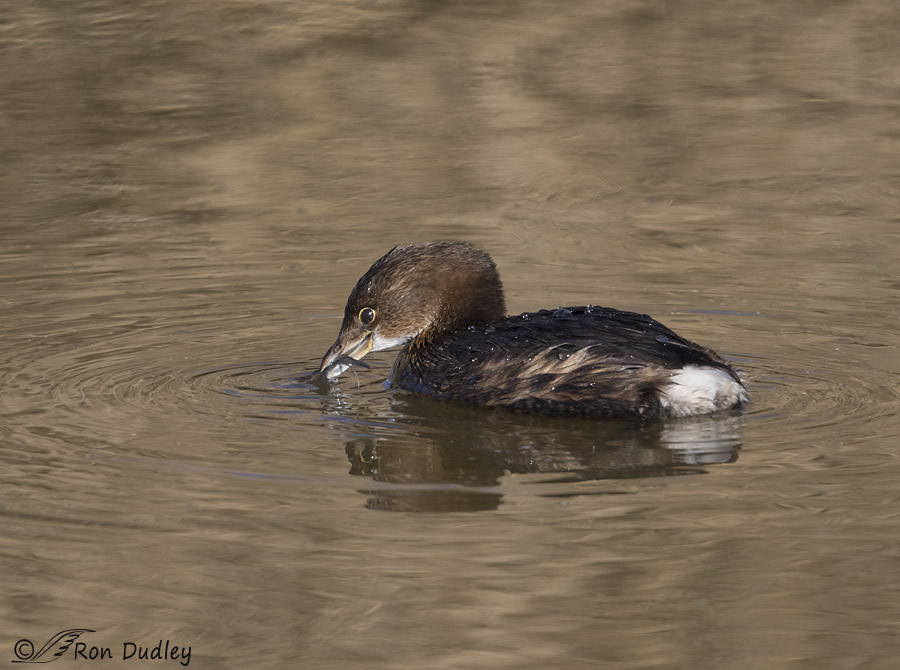 pied-billed grebe 4538 ron dudley