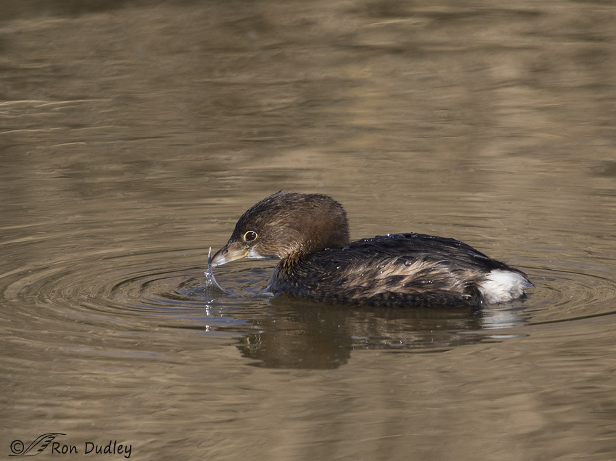 pied-billed grebe 4552 ron dudley