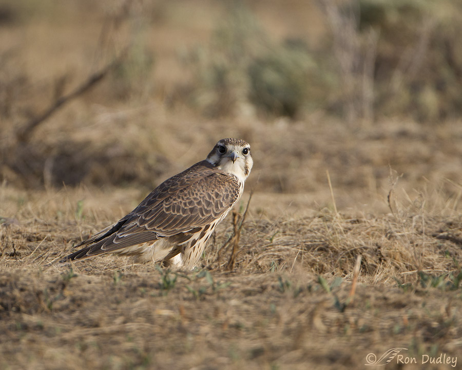 prairie falcon 4560 ron dudley