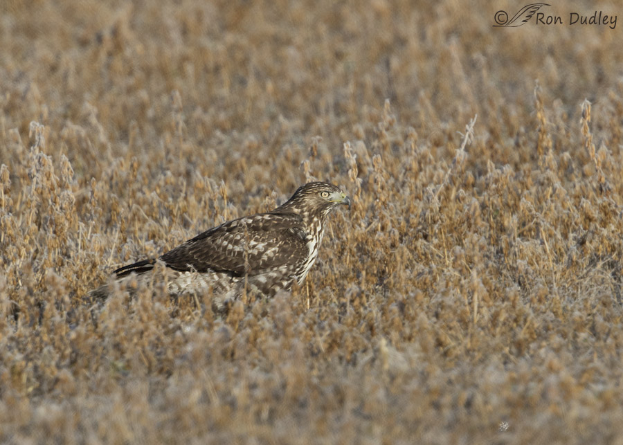 red-tailed hawk 5902 ron dudley