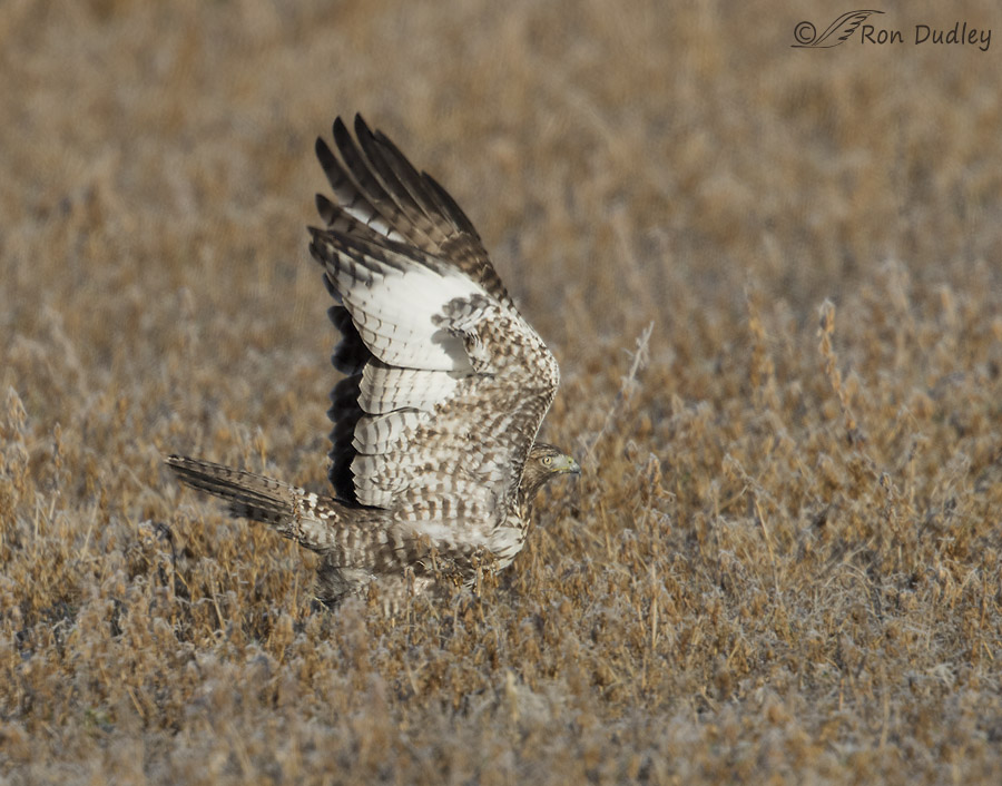 red-tailed hawk 5906 ron dudley