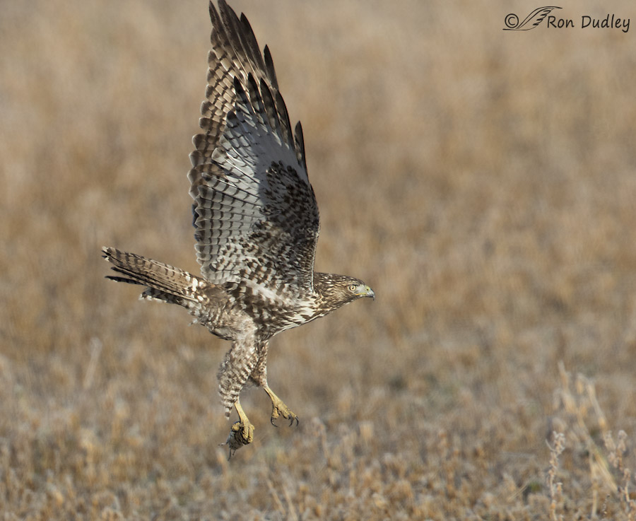 red-tailed hawk 5911 ron dudley