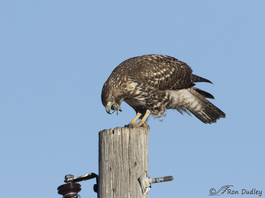 red-tailed hawk 5977 ron dudley