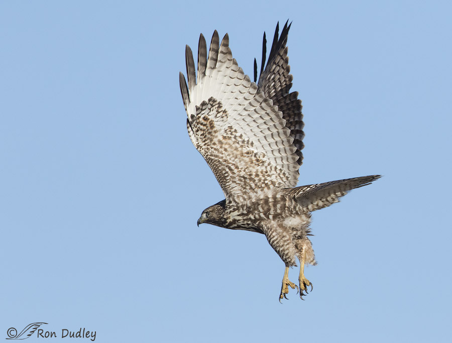 red-tailed hawk 6006 ron dudley