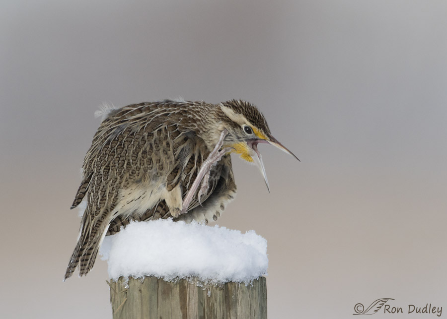 western meadowlark 8072 ron dudley