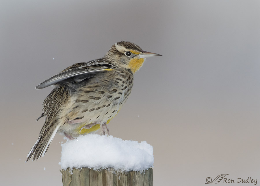 western meadowlark 8095 ron dudley