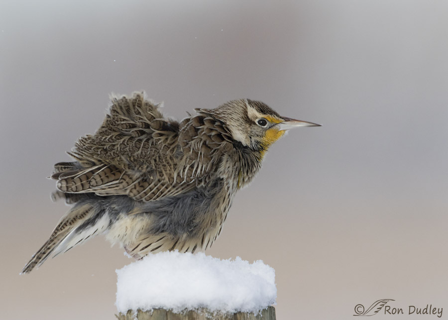 western meadowlark 8100 ron dudley
