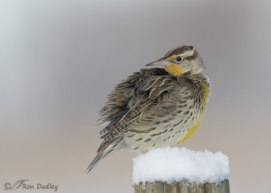 western meadowlark 8119 ron dudley