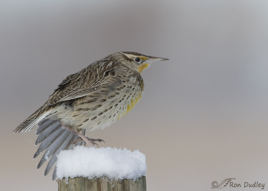 western meadowlark 8166 ron dudley