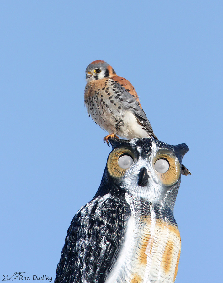 thumbnail interactive-video image 1 of Falconry Wood Block Perch - Small Size For Kestrel & Merlin - Marble & AstroTurf 1 of 6